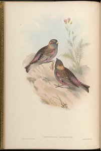 Montifringilla brunneinucha = Leucosticte brunneinucha = Leucosticte arctoa brunneinucha [2] 作： John Gould